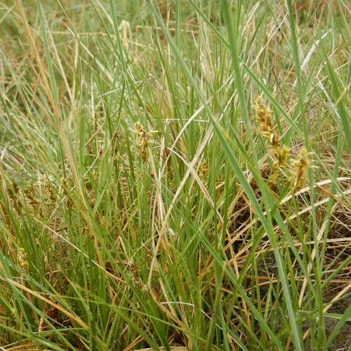 field sedge