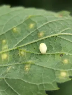 Hackberry Globular Leaf Gall Midge thumbnail 4