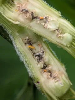Neolasioptera ambrosiae thumbnail 4