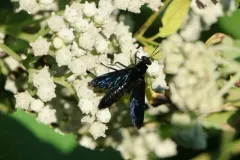 Mydas atratus thumbnail 2