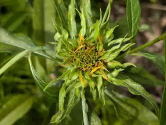 Neolasioptera helianthi thumbnail 3