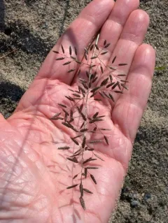 Little Lovegrass thumbnail 3