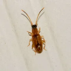 Black-headed Silvanid Beetle thumbnail 4