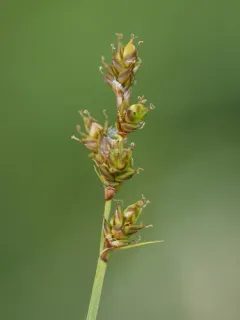 Hare's-foot Sedge thumbnail 4
