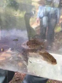 Banded Sunfish thumbnail 4