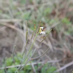 Saltwater Cress thumbnail 1