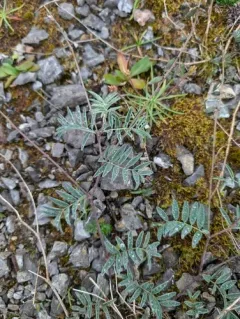Pretty Milkvetch thumbnail 2