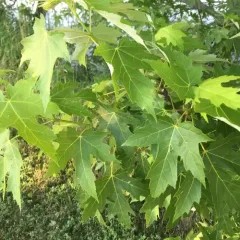 silver maple thumbnail 3