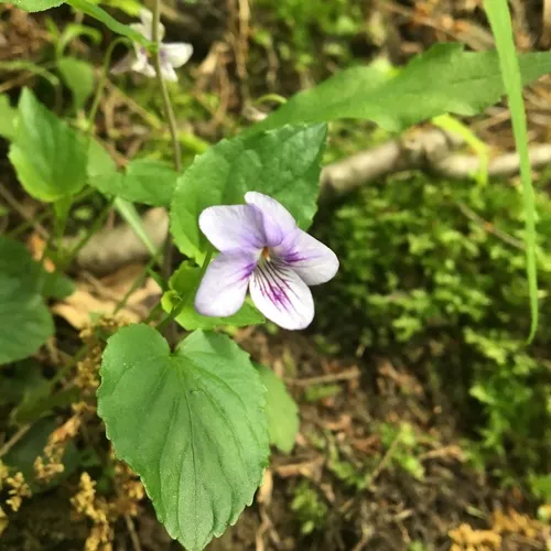 Long-spurred violet