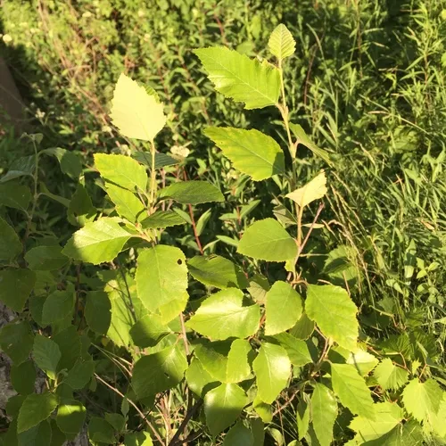 river birch