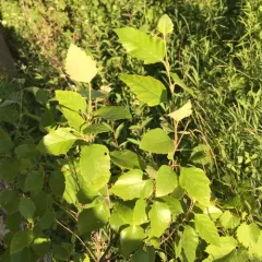 river birch thumbnail 1