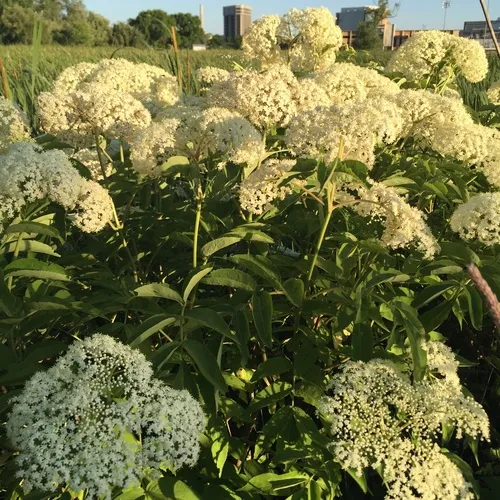 American black elderberry