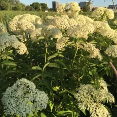 American black elderberry thumbnail 1