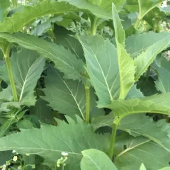 cup plant thumbnail 1