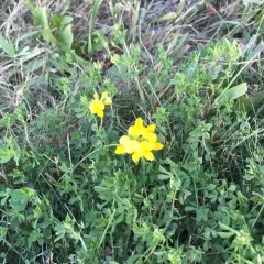 bird's-foot trefoil thumbnail 4