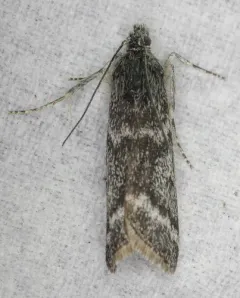 Polopeustis arctiella thumbnail 2