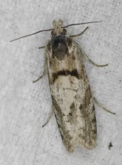 Eucosma southamptonensis thumbnail 4
