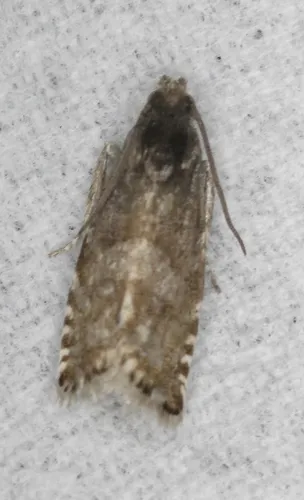 Grapholita aureolana