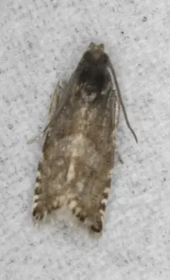 Grapholita aureolana thumbnail 1