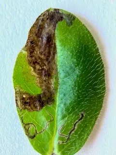 Calycomyza novascotiensis thumbnail 3