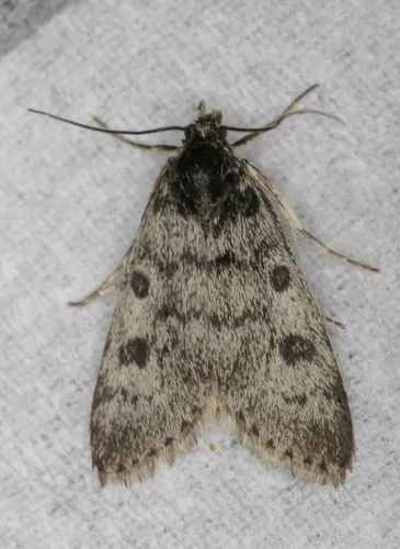 Udea torvalis