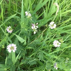 purple crownvetch thumbnail 5