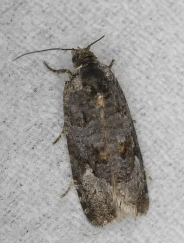 Apotomis frigidana