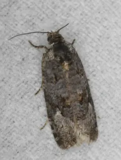 Apotomis frigidana thumbnail 1