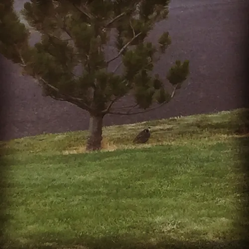 California Quail