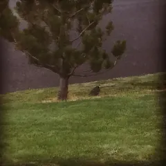 California Quail thumbnail 1