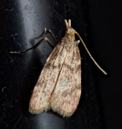 Acallis alticolalis