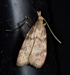 Acallis alticolalis thumbnail 1