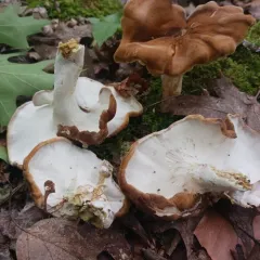 Laeticutis cristata thumbnail 3