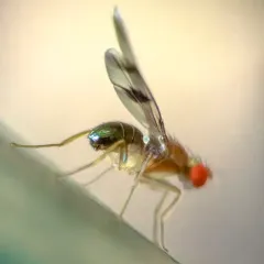 Chymomyza amoena thumbnail 2