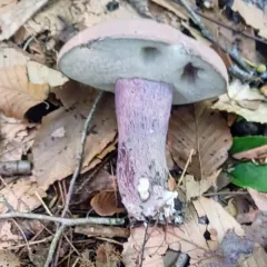 Violet Gray Bolete thumbnail 2