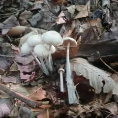 clustered toughshank thumbnail 3