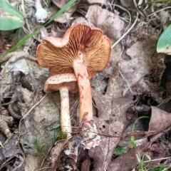 dappled webcap thumbnail 3