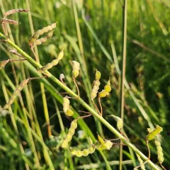 Illinois tick-trefoil thumbnail 4