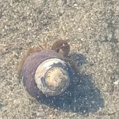 Blueband Hermit Crab thumbnail 1