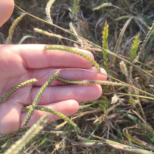 Dallis grass