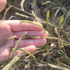 Dallis grass thumbnail 1
