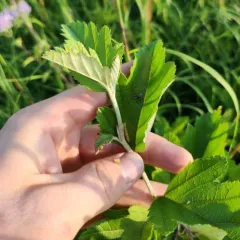 Prairie Crab Apple thumbnail 4