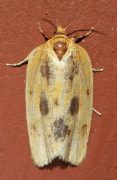 Clepsis flavidana thumbnail 4