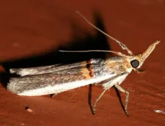 Gold-banded Etiella Moth thumbnail 2