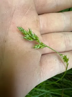 weakly veined sedge thumbnail 4