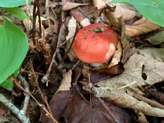 Russula rugulosa thumbnail 3