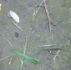 white grass thumbnail 4