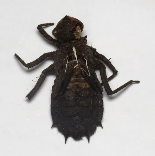 Umber Shadowdragon