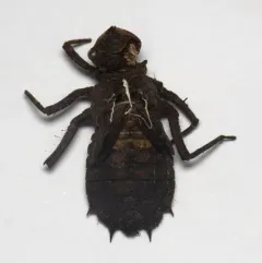 Umber Shadowdragon thumbnail 1