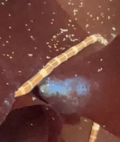 Six-lined Ribbon Worm thumbnail 3